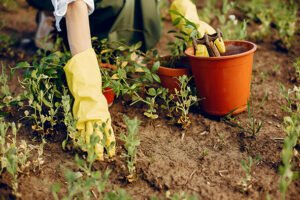 Fim de semana para jardinagem ecológica