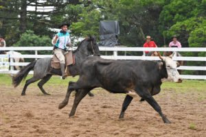 Parque Saiqui se transforma para receber a 40ª edição do Rodeio Crioulo Nacional de Canela