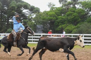 Para marcar o início de mais um ano dedicado à preservação e disseminação da tradição e cultura gaúcha., o Rodeio Crioulo de Canela está agendado para a próxima  semana, de 9 a 12 de janeiro, Parque de Rodeios Saiqui. Ao longo de quatro dias, participantes e espectadores serão envolvidos em um ambiente repleto de emoção, música, dança e desafios campeiros e artísticos que ressaltam a força e destreza de peões e prendas nas diversas modalidades que fazem parte da programação do evento. A área de alimentação transforma-se em um verdadeiro banquete de sabores, oferecendo desde pratos campeiros até lanches. A movimentada "rua do comércio" é um ponto de destaque, com produtos únicos e confeccionados com maestria por talentosos artesãos. O evento apresentará provas campeiras, incluindo laço, gineteada, prova de rédeas e vaca parada, com destaque para o laço Origens, na qual os competidores se apresentam com encilhas e vestimentas antigas e também o Duelo de Prendas, que traz para a arena mulheres que se orgulham de serem gaúchas. Além disso, a programação artística e cultural será diversificada, com disputas de gaita piano e botão, intérprete vocal e declamação no domingo, 12. JJVS estará animando o fandango de quinta-feira, Candieiro e Estação Fandangueira, na sexta-feira e Os Mateadores, no sábado, com ingressos antecipados com custo de 35 reais e 60, na hora. A organização do evento estima um público de 30 mil pessoas, somando participantes e público em geral. A abertura solene está marcada para sexta-feira, às 19h, na Arena Polaco Feijó, com a presença de autoridades e apresentações. O Parque, que conta com muita mata nativa, abrigará uma verdadeira cidade de acampamentos que reúnem grupos de amigos e famílias, em uma grande festa de integração. Mais informações pelo telefone/WhatsApp: 54.32822666. A realização do 40º Rodeio Crioulo Nacional de Canela é do CTG Querência, com o apoio da Prefeitura Municipal e Câmara Municipal de Vereadores.