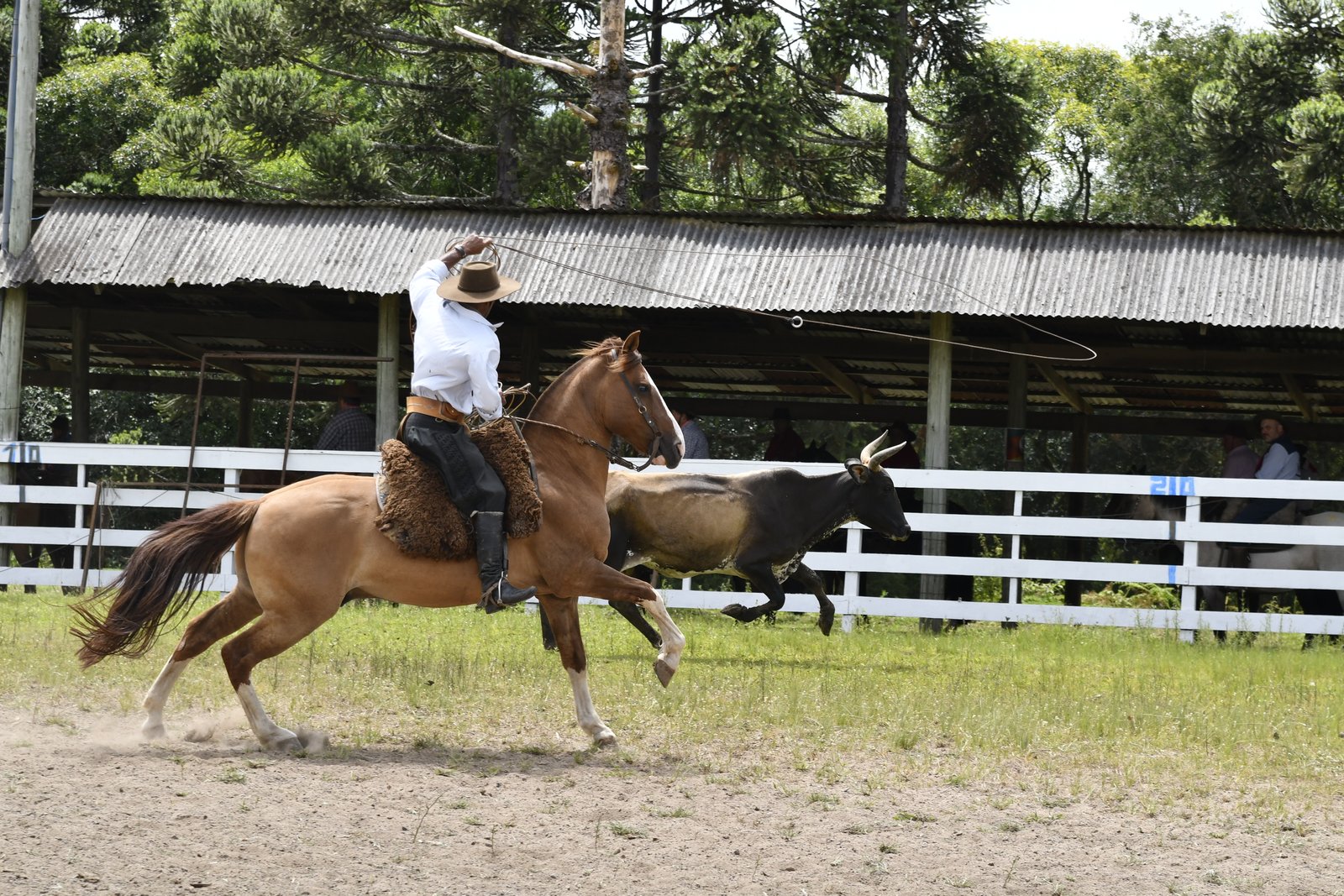 Rodeio de Canela encanta público e participantes